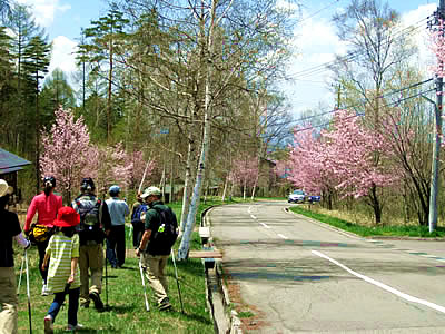 5月5日定例ウォーキング