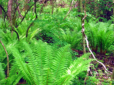 6月2日定例ウォーキング