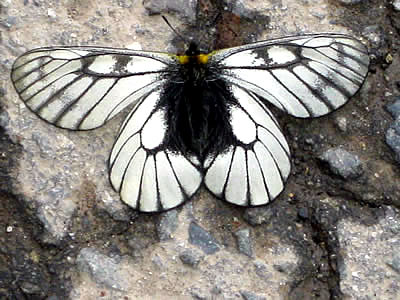 6月2日定例ウォーキング