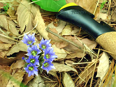 6月2日定例ウォーキング