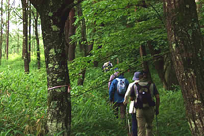 7月7日定例ウォーキング