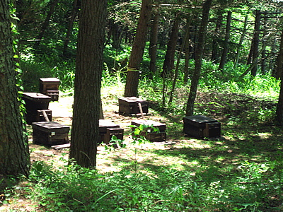 8月4日定例ウォーキング