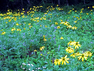 9月1日定例ウォーキング