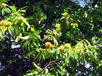 10月13日定例ウォーキング