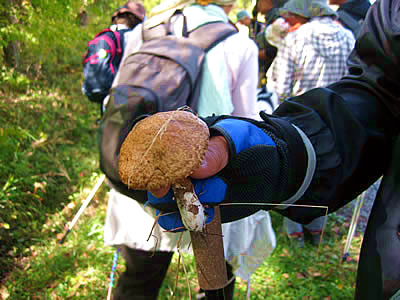 10月13日定例ウォーキング