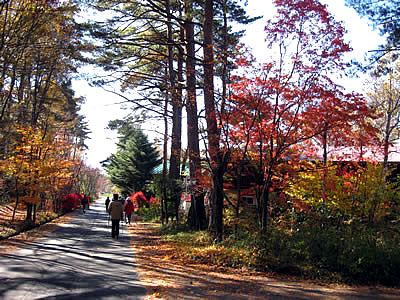 11月3日定例ウォーキング