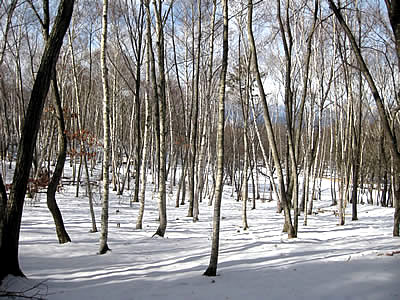 1月5日定例ウォーキング