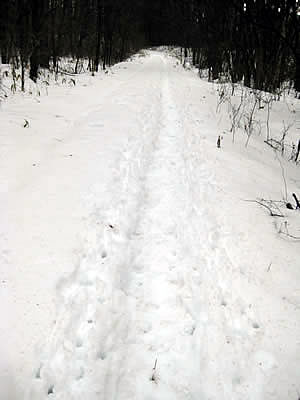 2月2日定例ウォーキング