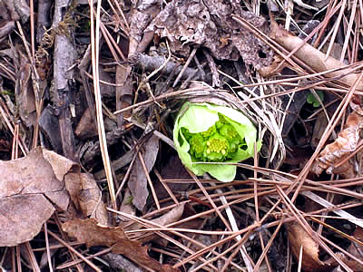 4月6日定例ウォーキング