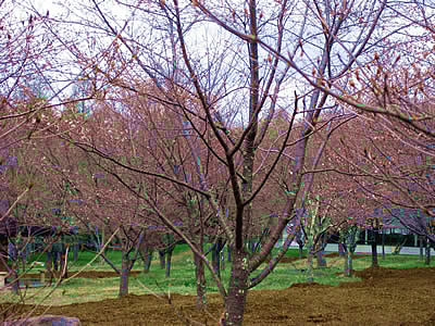 4月27日定例ウォーキング