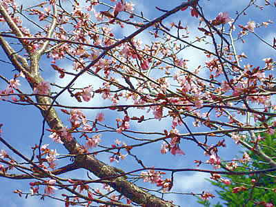 4月27日定例ウォーキング