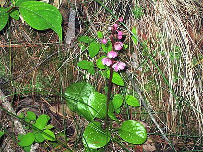 6月8日定例ウォーキング