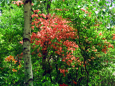6月8日定例ウォーキング