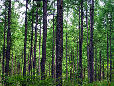 6月8日定例ウォーキング