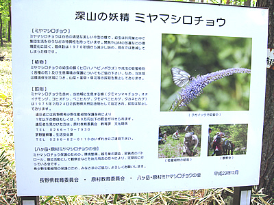 6月8日定例ウォーキング