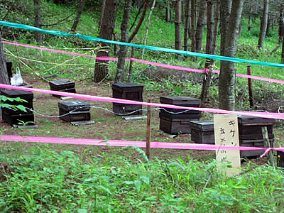 7月6日定例ウォーキング