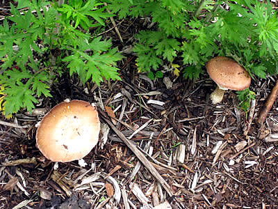 7月6日定例ウォーキング