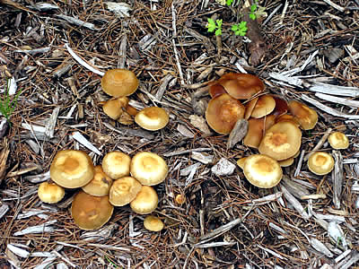 7月6日定例ウォーキング