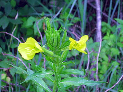8月3日定例ウォーキング