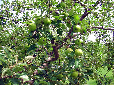 8月3日定例ウォーキング