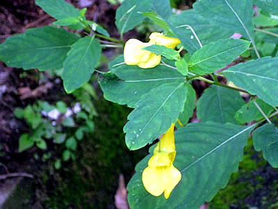 9月7日定例ウォーキング