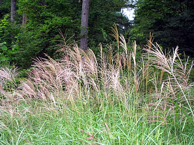 9月7日定例ウォーキング