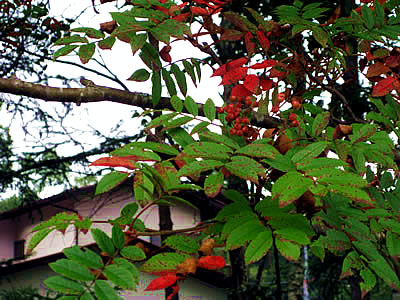 9月7日定例ウォーキング