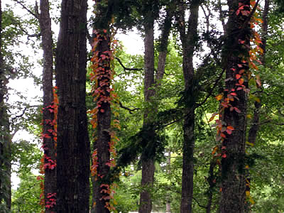 10月5日定例ウォーキング