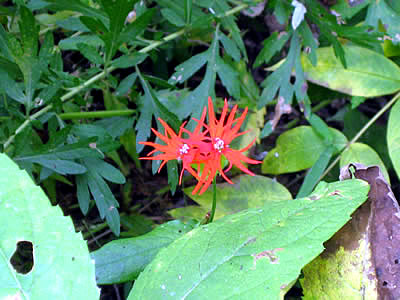 10月5日定例ウォーキング