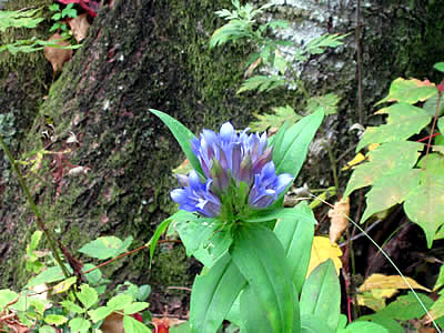 10月5日定例ウォーキング