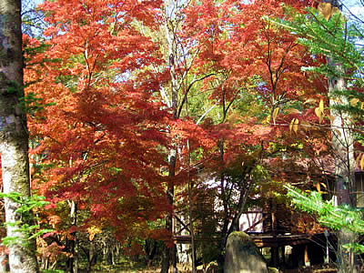 11月2日定例ウォーキング