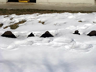 1月4日定例ウォーキング