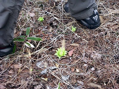 4月5日定例ウォーキング