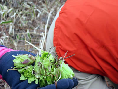4月5日定例ウォーキング