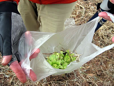 4月5日定例ウォーキング