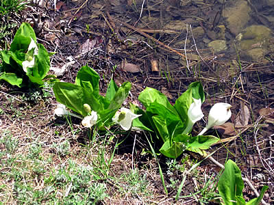 5月3日定例ウォーキング