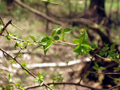 5月3日定例ウォーキング