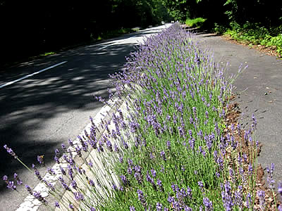 8月2日定例ウォーキング