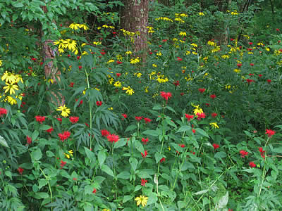 8月2日定例ウォーキング