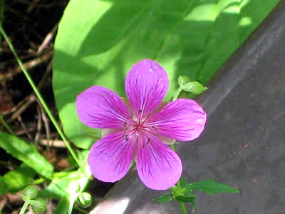 9月6日定例ウォーキング