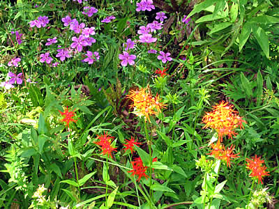 9月6日定例ウォーキング