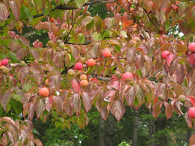 10月4日定例ウォーキング