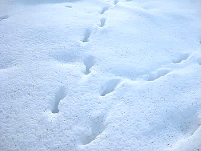 1月10日定例ウォーキング