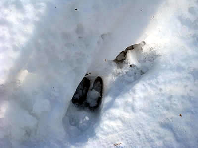 1月10日定例ウォーキング