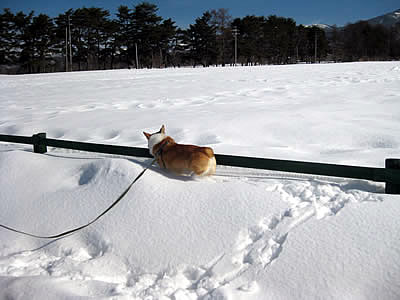 2月7日定例ウォーキング