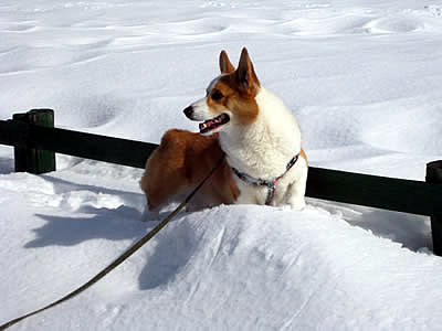 2月7日定例ウォーキング