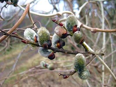 4月4日定例ウォーキング