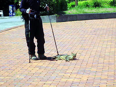 6月6日定例ウォーキング