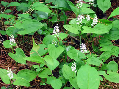 6月6日定例ウォーキング