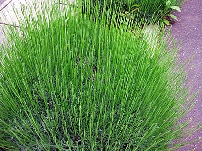 6月6日定例ウォーキング